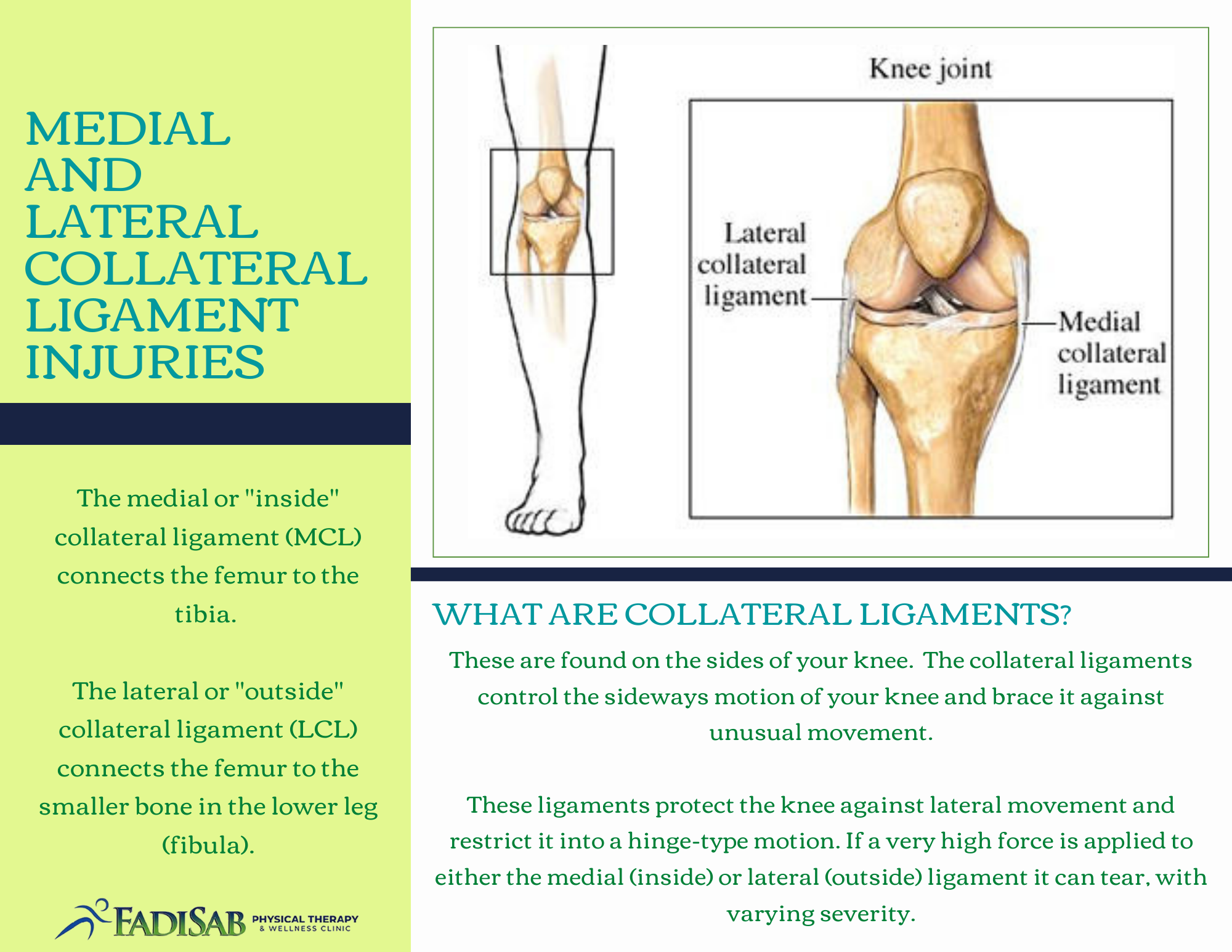 Guide  Physical Therapy Guide to Medial Collateral Ligament